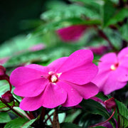 Touch-Me-Not Impatiens Seeds