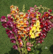Mixed Colors Snapdragon Seeds