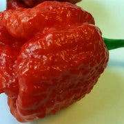 Trinidad Pepper Seeds