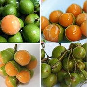 Lemon Sweet Spanish Lime Seeds