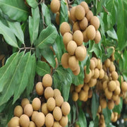 Lush Seeds, Dimocarpus longan