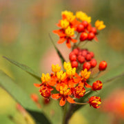 Tropical Milkweed Seeds
