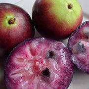 Purple Star Apple Seeds