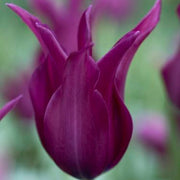 Burgundy Tulip Seeds