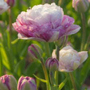 Purple and White Tulip Seeds