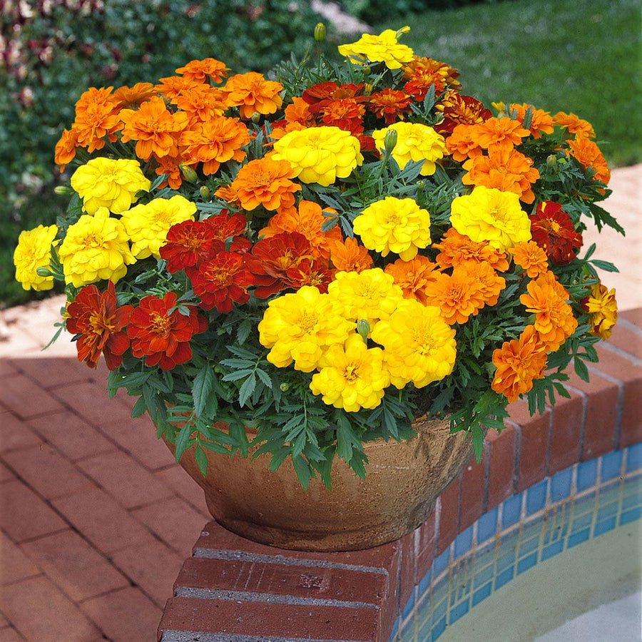 Marigold Seeds - Durango Outback Mix Seeds