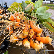 Root Turmeric Seeds, Herbal