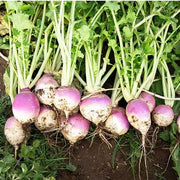 Purple White Turnip Seeds