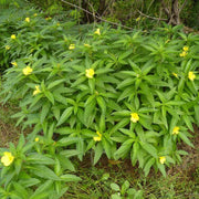 Turnera ulmifolia Mexican Pansy Seeds