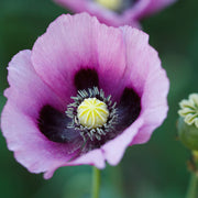 Papaver somniferum Poppy Seeds