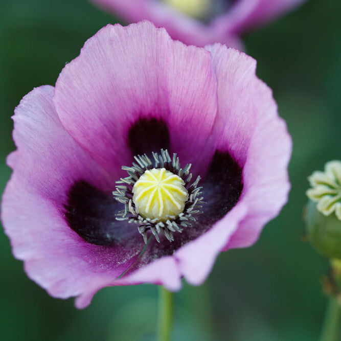 Papaver somniferum Poppy Seeds