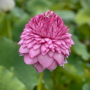 Double Petal Lotus Seeds