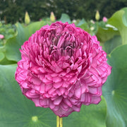 Double Petal Lotus Seeds