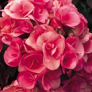 Compact Pink Rieger Begonia Seeds