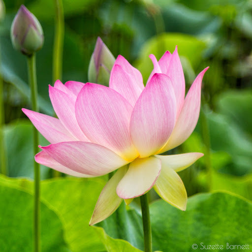 Sacred Nelumbo Nucifera Lotus Seeds