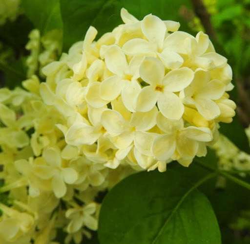 Yellow Lilac Seeds