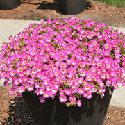 Supertunia Petunia Seeds