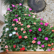 Wildflower Mix Lizzie Seeds