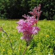 Wildflower Queen of the Prairie Seeds