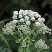 Angelica Seeds - Herbal Seeds
