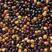 Cajanus Cajan Pigeon Pea Seeds