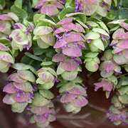 Kirigami Origanum Seeds, Herbal