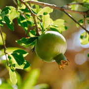 Green Pomegranate Seeds