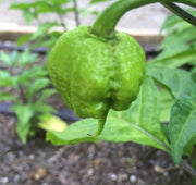 Chili Pepper Carolina Reaper Seeds