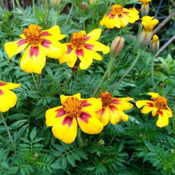 Marigold Naughty Marietta Seeds