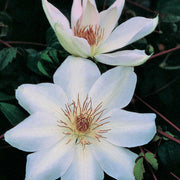 Henryi Clematis Seeds