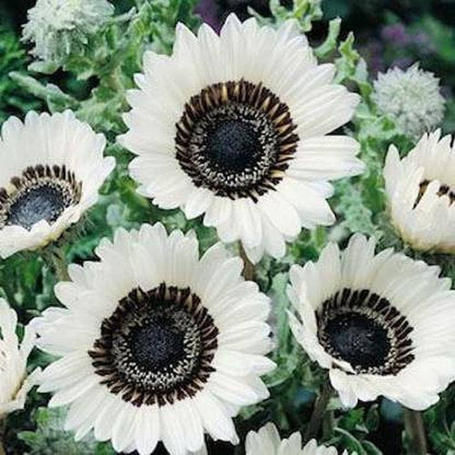 Venidium Seeds - Arctotis fastuosa Flower Seeds
