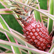 Red Pineapple Seeds