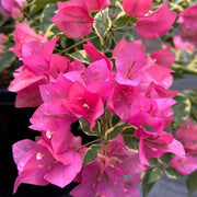 Bold Dark Pink Bougainvillea Seeds