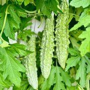 Smooth Bitter Melon Seeds