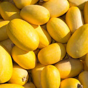 Spaghetti Squash Seeds