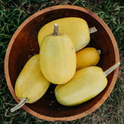 Spaghetti Squash Seeds