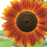 Orange Mini Sunflower Seeds