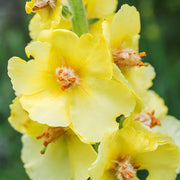 Greek Mullein Seeds, Herbal