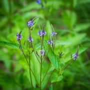 Blue Vervain Seeds