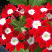 Red White Verbena Seeds