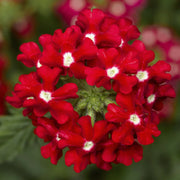 Verbena Seeds – Verbena × hybrida