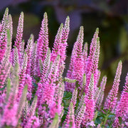 Veronica Pink Potion Seeds, Herbal
