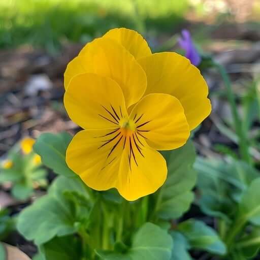 Vibrant Heirloom Yellow Pansy Seeds