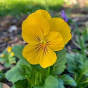 Vibrant Heirloom Yellow Pansy Seeds