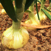 Vidalia Onion Seeds