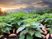 Sweet Potato Slips Seeds - Vegetable Plant