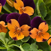 Orange Violet Pansy Seeds