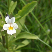 Field Pansy Viola Arvensis Seeds