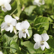 Alba Wildflower Mix Viola Seeds