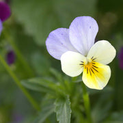 Pansy Viola tricolor Seeds